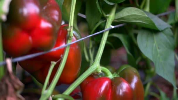 Gyönyörű nagy paprika-termesztés az üvegházhatást okozó. — Stock videók