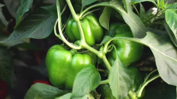 Production of sweet bell peppers. — Stock Video