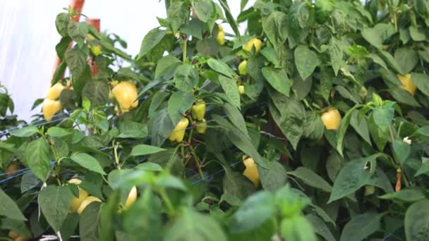 Αυξανόμενη πιπεριά σε μια φάρμα. — Αρχείο Βίντεο