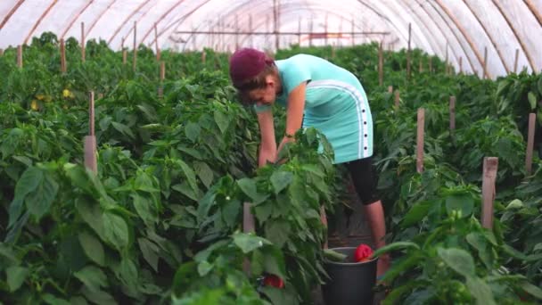 Vrouwelijke boer oogsten paprika bij Greenhouse. — Stockvideo
