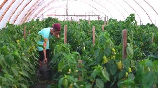 Mujer agricultora trabajando en invernadero . — Vídeo de stock