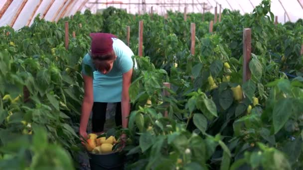 Mujer agricultora sosteniendo cubo con pimientos amarillos . — Vídeo de stock