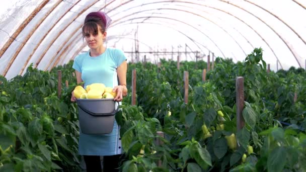 Woman farmer holding bucket with fresh bell peppers. — Stock Video