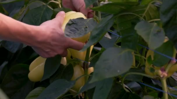 Woman picking up yellow bell peppers close up. — Stock Video