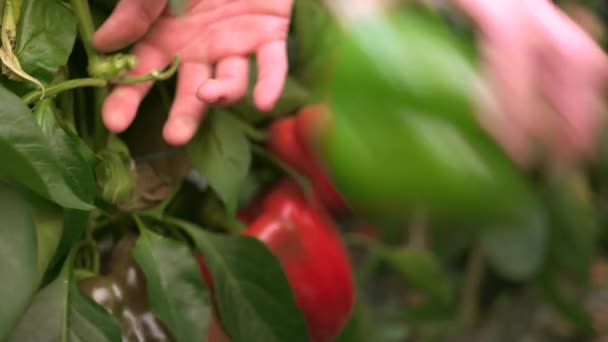Close up de mãos femininas pegando pimentas verdes e vermelhas . — Vídeo de Stock