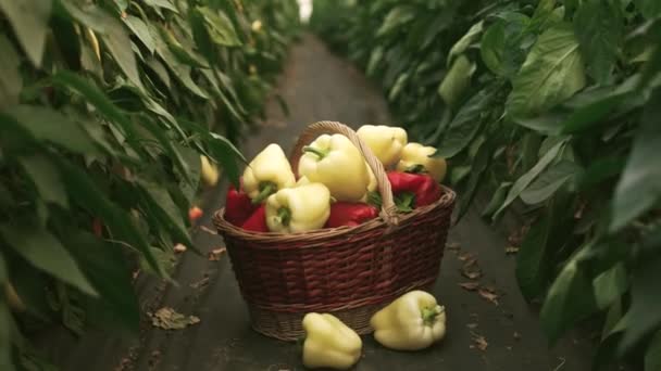 Basket with fresh bell peppers at greenhouse. — Stock Video