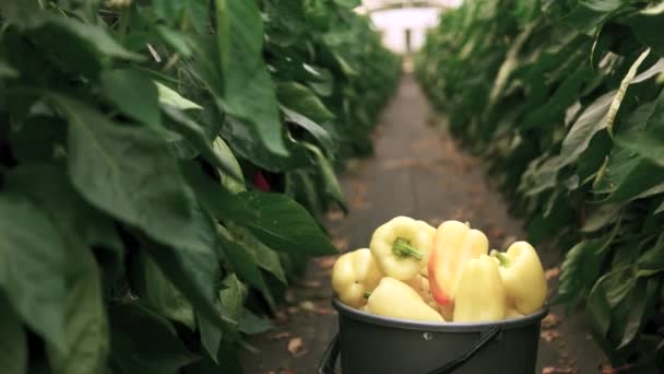 Récolte de légumes à la ferme biologique . — Video