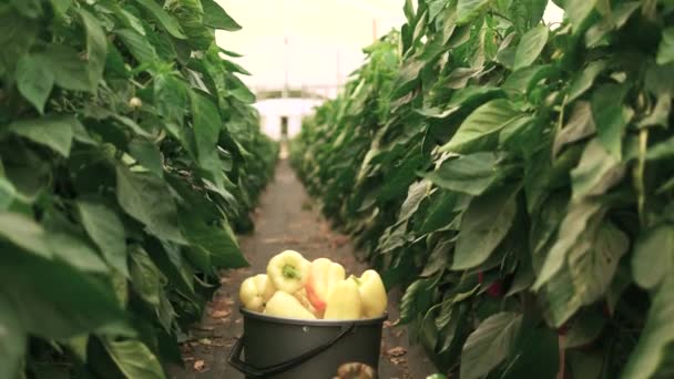 Pimienta sana recién cosechada en invernadero . — Vídeos de Stock