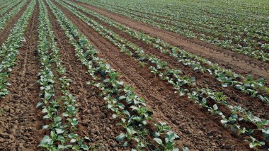 Yeşil bitkilerle tarımsal alan.