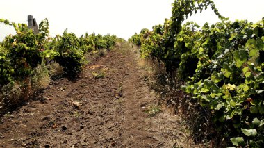 satırlardaki genç üzüm bağları.