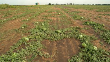 Karpuz tarlasında olgun karpuzlar.