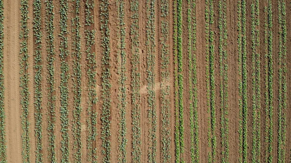 Plantas de col en hileras en un campo de granja, vista aérea . —  Fotos de Stock