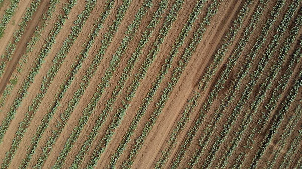 Aerial view of the vegetable field. — Stock Photo, Image