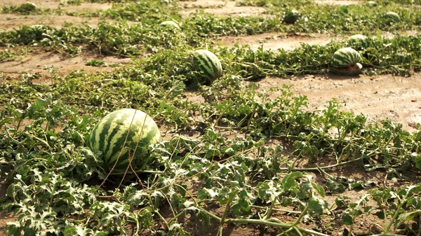 Sandías en la plantación de sandía verde en verano . —  Fotos de Stock