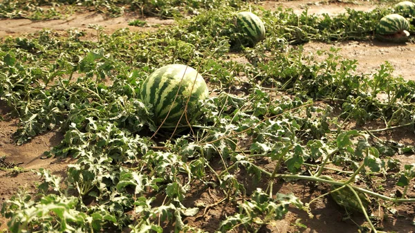 Campo agrícola con sandías maduras . —  Fotos de Stock