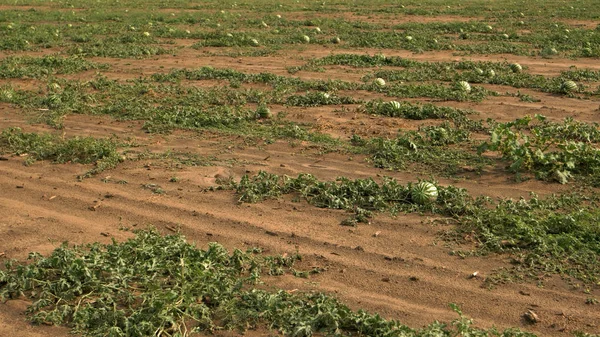 Sandías que crecen en el campo agrícola . —  Fotos de Stock