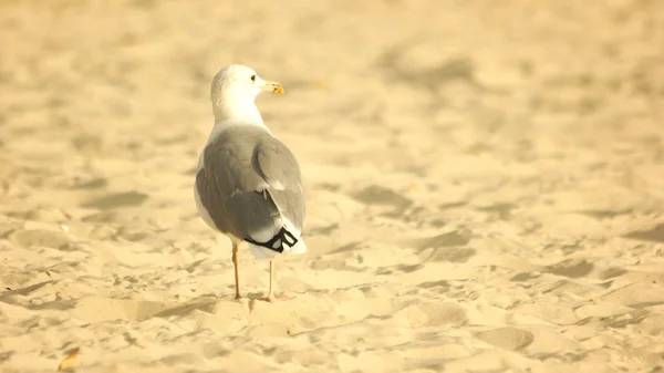 Чайка стоит на песке . — стоковое фото