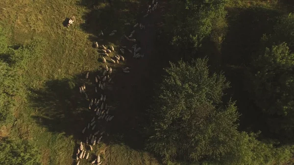 Vista aérea del rebaño de ovejas . — Foto de Stock
