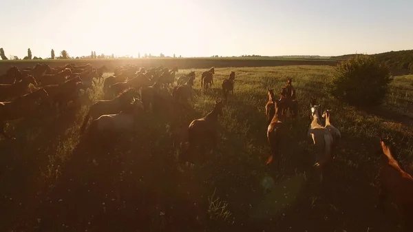 Caballos corriendo en el prado . — Foto de Stock