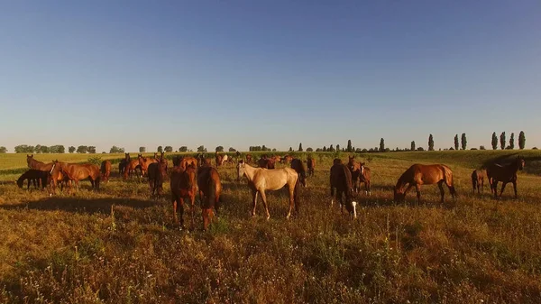Horse herd walking on meadow. — Stock Photo, Image