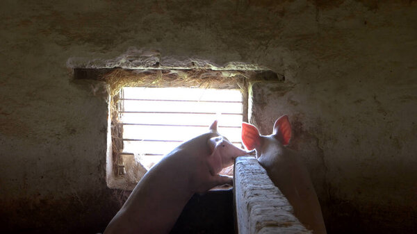 Pigs stand on hind legs.