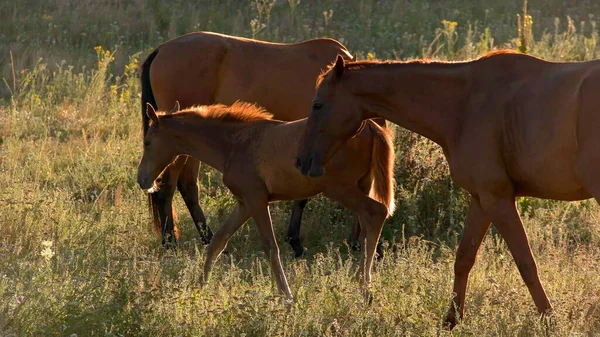 Brown horses walk on meadow. — Stock Photo, Image