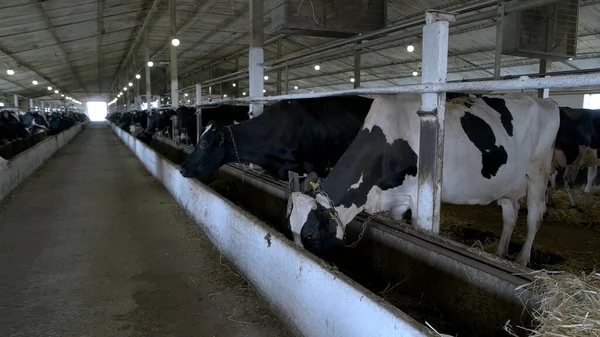 Manada de vacas em estábulo . — Fotografia de Stock