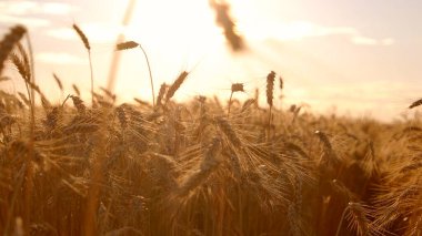 Tahıl alan güneş arka plan üzerinde.