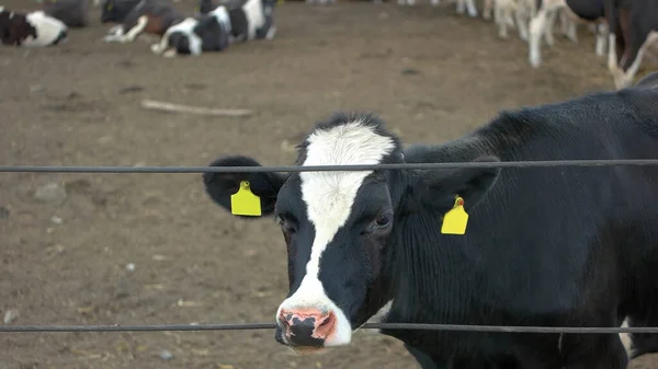 Kuh steckt Kopf durch Zaun. — Stockfoto
