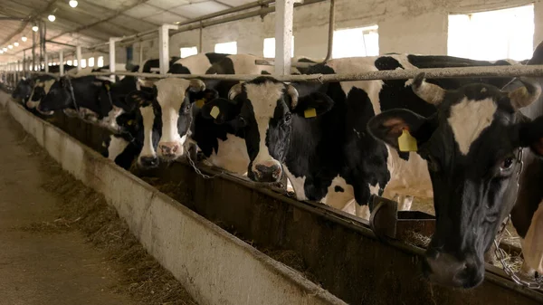 Koe kauwt. Herd in de stal. — Stockfoto
