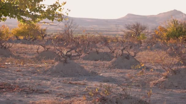 Dry plants growing in sandy ground on a summer day. — Stock Video