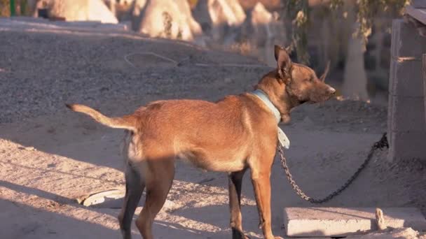 Beautiful brown dog chained outside in the yard. — Stock Video