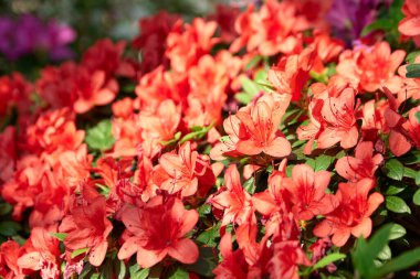 Parkta açan güzel Azalea çiçekleri.