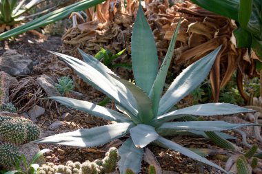 Büyük bir aloe vera roseti..