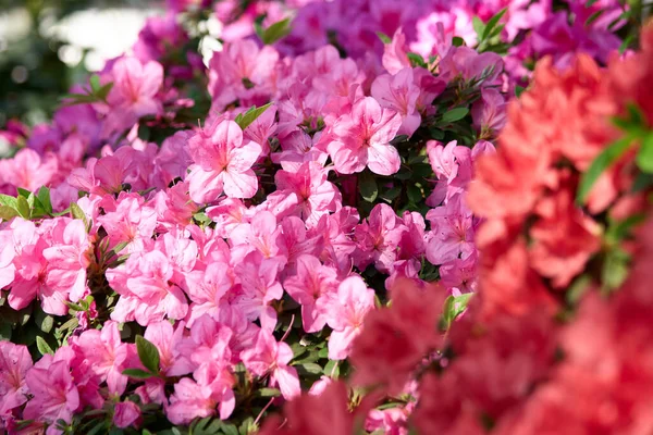 Blühende Azaleen im Frühling aus nächster Nähe. — Stockfoto