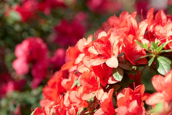 Hintergrund einer schönen Azaleen-Blüten. — Stockfoto