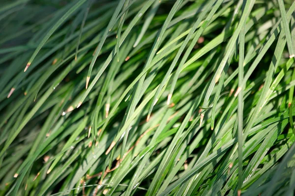 Зелений орнаментальний фон трави . — стокове фото