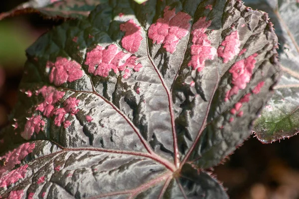 Close-up de padrão de folha de planta decorativa . — Fotografia de Stock