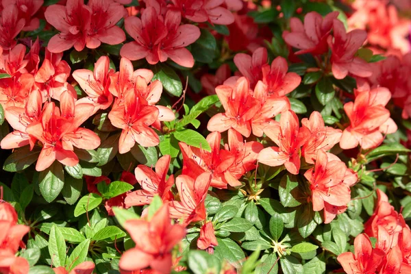 Schöne rote Blüten der Azalee aus nächster Nähe. — Stockfoto