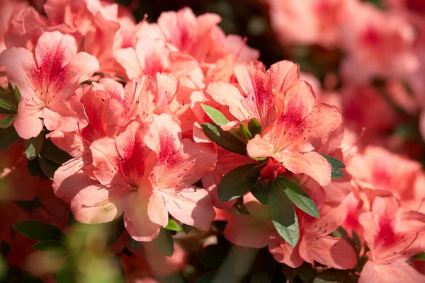 Schöne Azaleenblüten wachsen in einem Garten. — Stockfoto