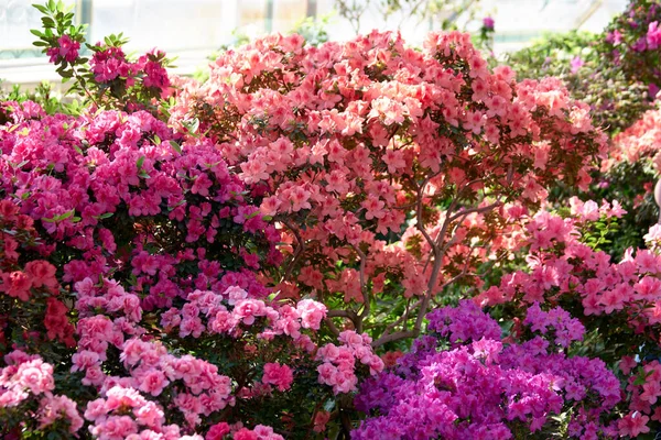 Bunte Azaleen-Sträucher im Garten. — Stockfoto