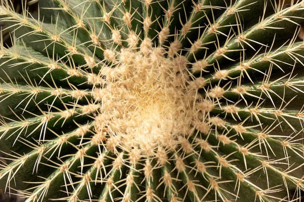 Närbild av gyllene tunna Echinocactus grusonii. — Stockfoto