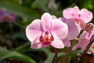 Kapatın çiçek açan çizgili orkideyi.