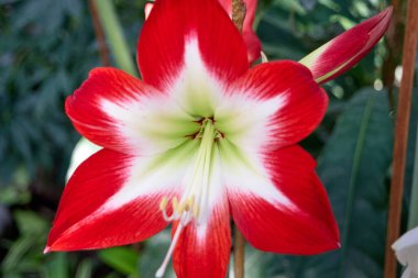 Bahçede çiçek açan güzel zambak.