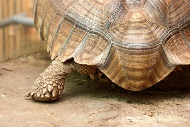 Büyük kaplumbağa yaklaş..