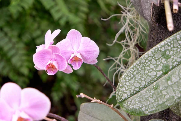 Phalaenopsis Orchideenblume auf einem Zweig aus nächster Nähe. — Stockfoto