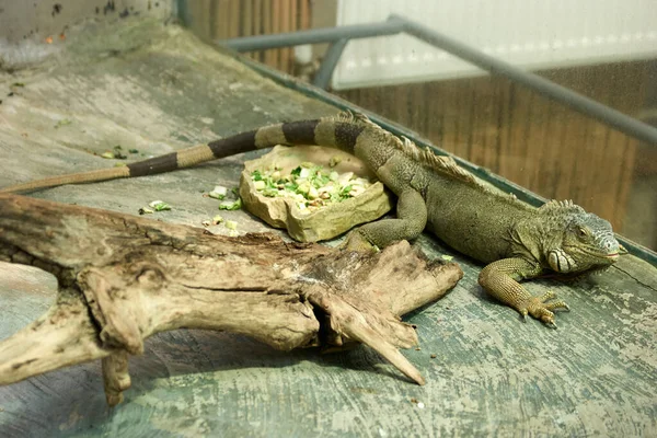 Iguana réptil animal no zoológico . — Fotografia de Stock