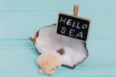 Mavi masasında tahtası olan iki küçük deniz kabuğu..