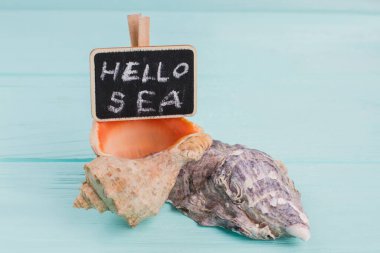 Mavi ahşap masada iki deniz kabuğu yatıyor..