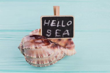 Merhaba deniz yazısıyla karatahtalı deniz kabuğu.